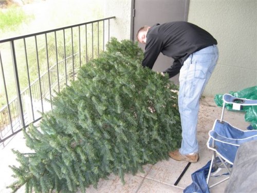 preparing the tree